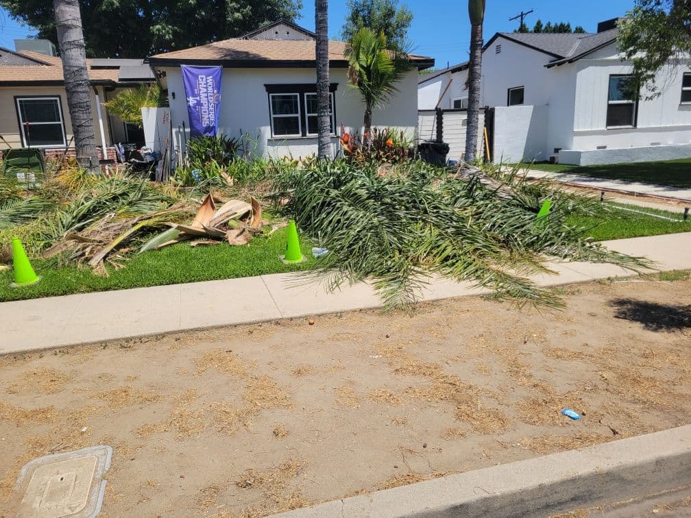 Efficient Palm Tree Waste Removal Mission Hills image